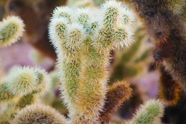 Jumping Cholla Cactus
Vulture Mine Rd, Wickenburg AZ
--2024