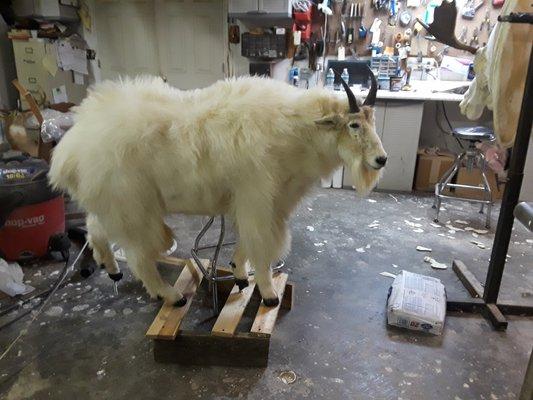 Just mounted Alaskan goat