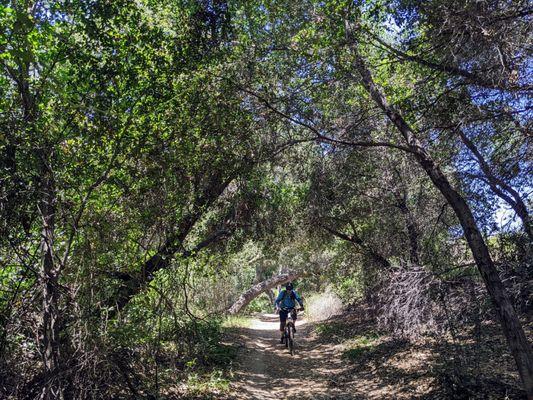 Mountain biker riding solo