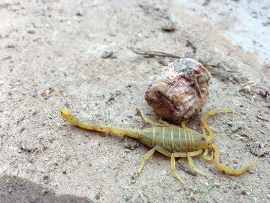 Found this scorpion under some boards.