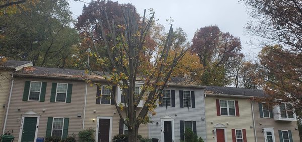 Tree pruning