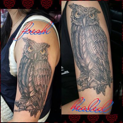 Stylized owl fresh and healed 1 year.