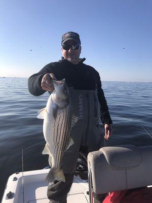 A very exciting experience to catch a nice Fat Striped Bass on Light Tackle