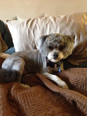 Herckie with his new haircut :)