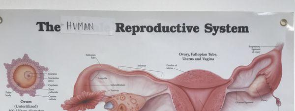 Anatomy posters at PP which have had the word "female" replaced with "human". You're no longer female at PP, even if you have female organs.