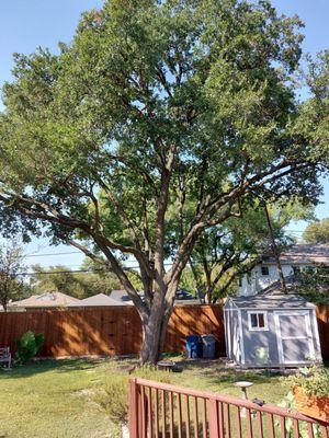 Love the raised canopy and light that now comes is