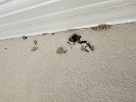 Termites are horrible this year, and the damage is serious. Let us know if you see a hole like this or any thing close and we can help!