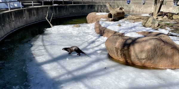 River otter