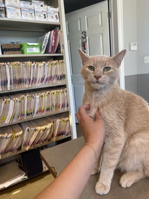 Our office kitty Johnny!