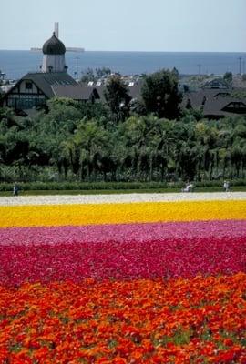 Carlsbad Flower Fields--a spring favorite in Carlsbad, CA.