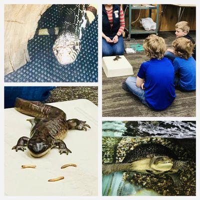 Nephews learning about salamanders and turtles.