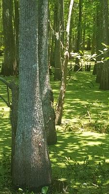 Bob's Bayou Black Marina