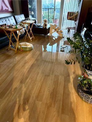 Living room water damage. My dog is lost thinking about what to do with all the water on the floor