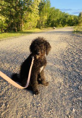 The Dapper Dog