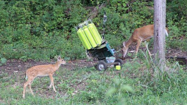 Our four legged friends