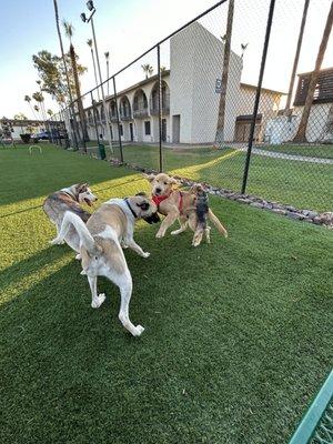 Nugget, Freddie, Adonis & Nala enjoying the park