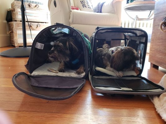 Thor and Wicket working on being in there travel bags for an up coming trip