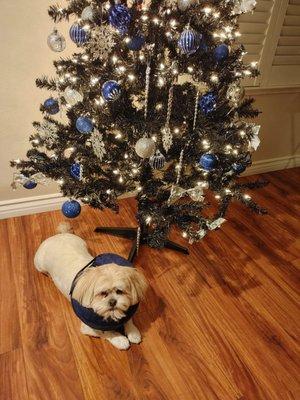 Mikey trying to pose for a Xmas pic while upset he has a balloon around his neck (keep him from licking/biting his tail)