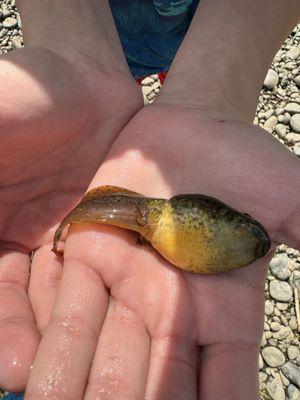 Tadpole growing legs