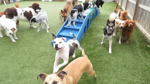 The Best Daycare around Paws Down!!!!