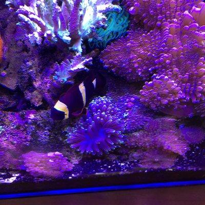 One of 3 Clownfish resident in my aquarium. This one from Tri State Aquariums.