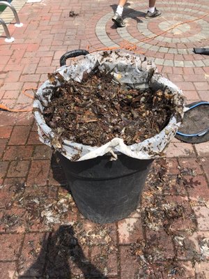 Several hundred pounds of leaves they dumped into the pool from the cover. Thanks pool guys!