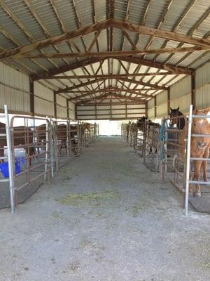 Outdoor boarding facility for the beautiful horses