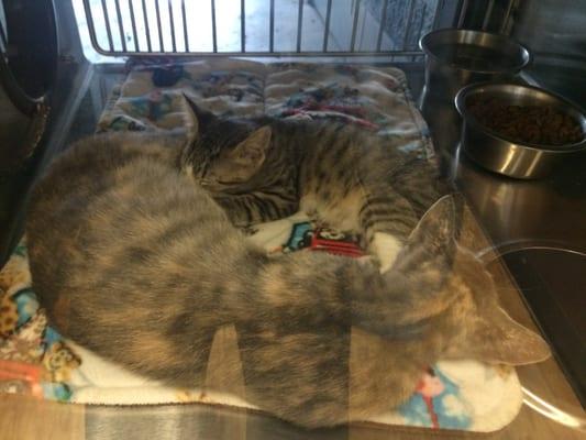 They have beautiful pets here. Please stop by and find your next kitten, puppy, cat, or dog. This beautiful momma and kitten are there now!