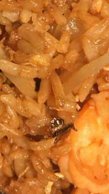 A BIG ROACH in my strimp fried rice. Nasty!!