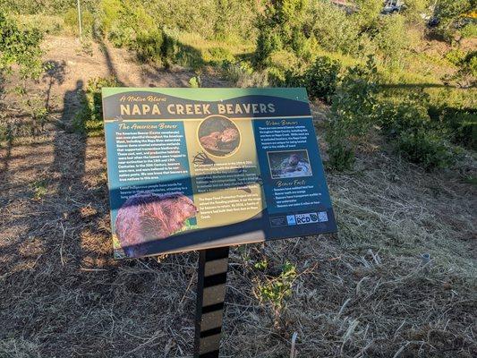 Napa Creek Bridge