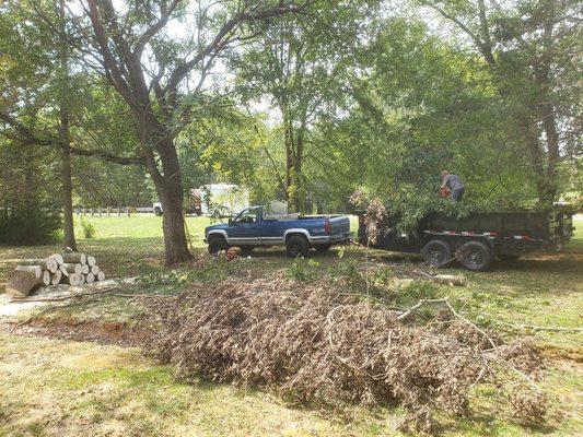 Taking trees down and hauling away we haul lil of everything