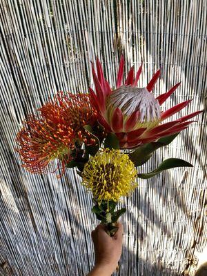 Proteas