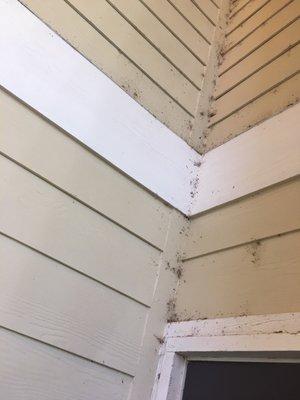 spiders above walks