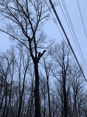 Tree removal Aldie VA