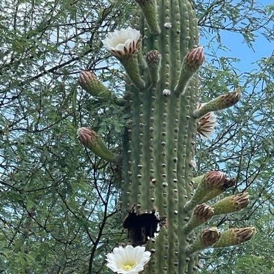 The flowering of local cacti, so pretty.