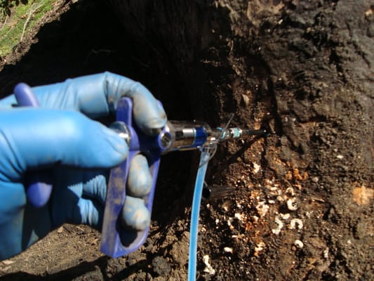 Tree Injections for tree preservation. A part of plant health care, insect and disease control on the Eastern Shore of Maryland