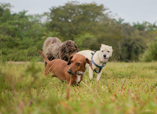 Our pet clients having fun of the leash park.