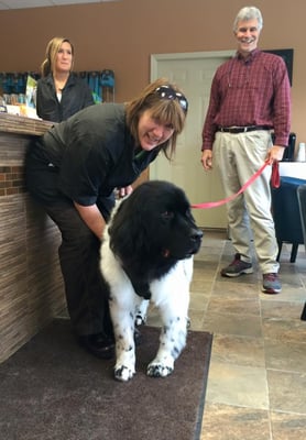 Another beautiful groom at Pet Spas & Suites in Colonie, NY.