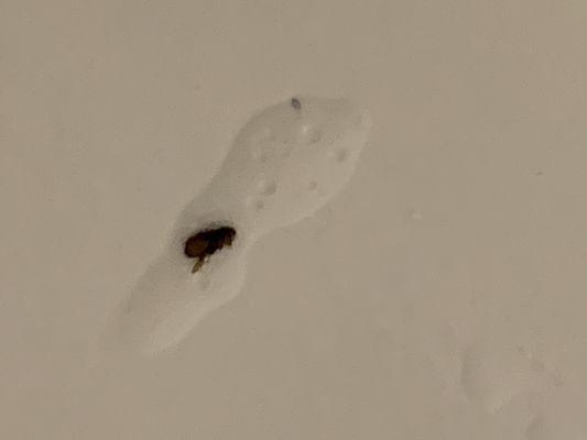 This is a flea I was talking about because I take pictures to back up my prof of the negligence from the property manger!