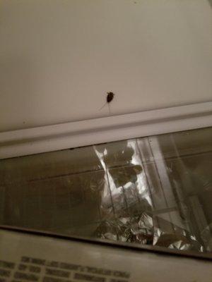 Roach in the refrigerator