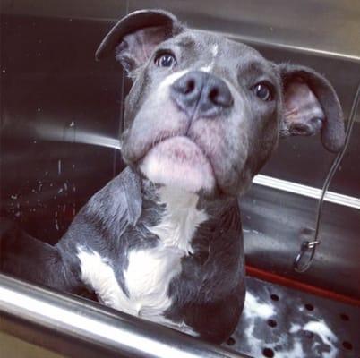 Loving the dog wash!