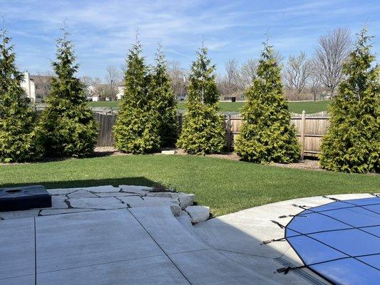 Green Giant arborvitae windbreak flagstone and outcropping