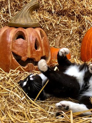 See if you can spot Flower, the Smithland barn cat