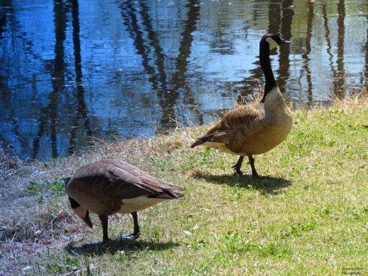 Candadian geese enjoying the weather.