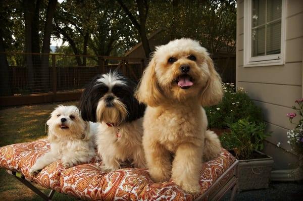 Max, Lizzy and Dolly