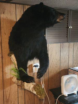 Rod's Taxidermy