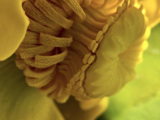 macro closeup of a great yellow water lily