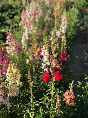 Snapdragons in bloom