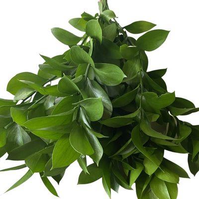 Ruscus is one of the many greenery fillers that we offer