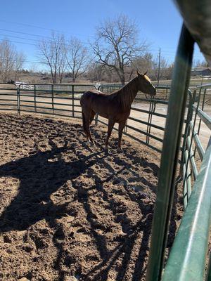 50 and 60 ft round pens for free lunging, turnout or working